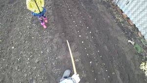 САДИМ ЛУК И ЧЕСНОК НА ЗИМУ