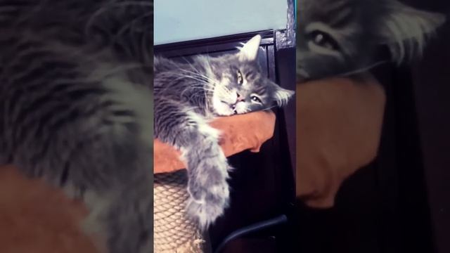 Моя Красота???? #genry #youtube #генри #like #любимыйкот #мейнкун #красота
