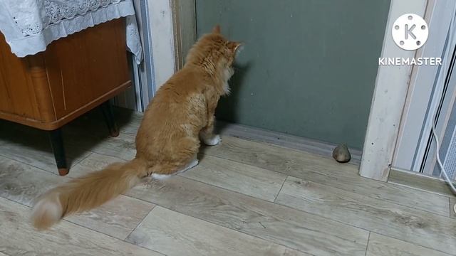 19 июля 2022 г. Мейнкун Альбус на даче Будние дни Кто нагадил под кровать ? Альбус ест корм смотреть онлайн