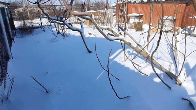 Зимовка инжира привитых сортов. смотреть онлайн