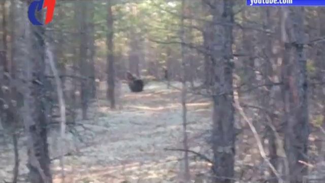 Косолапые соседи. ТК «Первый Советский». смотреть онлайн