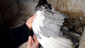 как правильно обрезать крылья