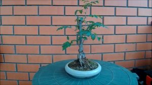 Бонсай рябина обыкновенная Sórbus aucupária Bonsai Common mountain ash лето 2022 год