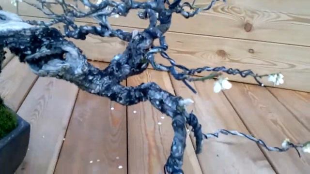 Выставка японских бонсай в Аптекарском огороде смотреть онлайн