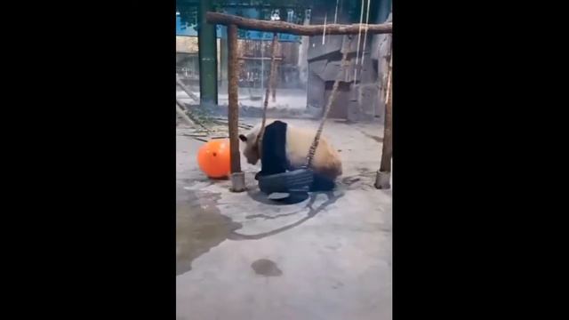 Веселая панда. Приколы с пандами