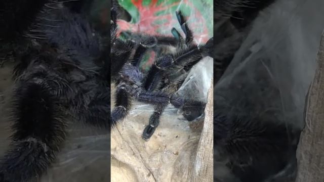 Avicularia Purpurea Breeding