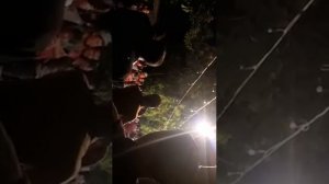 Туй дар савхоз