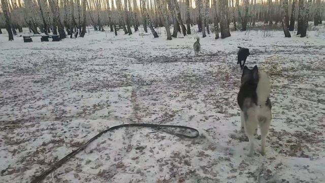 Аллюр/ Русская псовая борзая🐅Allure-Russian Greyhound #huskyIdel#русскаяборзая