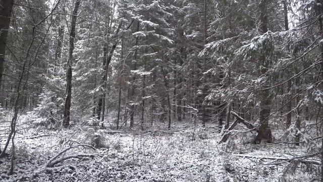 ОХОТА на ЗАЙЦА с РУССКОЙ ГОНЧЕЙ.сезон 2022-2023. смотреть онлайн