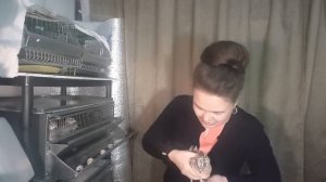 Курочка или петушок у перепелов? Как отличить самца и самку? Окрас, половые признаки, различия