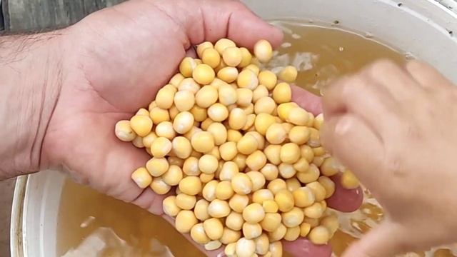 Горох и кукуруза для насадки и прикормки. смотреть онлайн