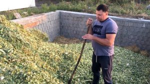 Дешевый корм для овец, баранов. Заготавливаем силос