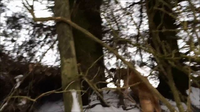 Bracco Italiano Kennel BiancoRosso and two pheasants смотреть онлайн