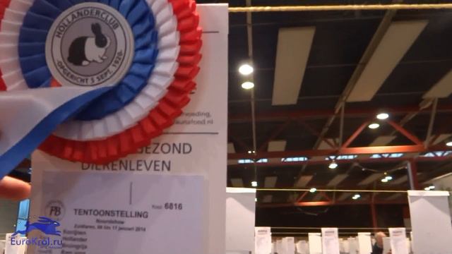 Кролики чемпионы выставка НордШоу в Голландии смотреть онлайн