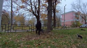 не легко готовится в пит стафф многоборье одному с собакой