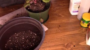 Repotting Strawberry Begonia