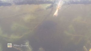 БУЙ для подводной охоты и дайвинга - иметь ОБЯЗАТЕЛЬНО. +Модернизация и общая проблема всех буёв
