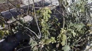 инжир в яме 2019