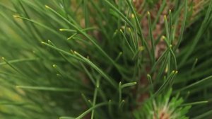 Випуск 36. Сосна чорна Green Tower