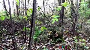 Грибы Чешуйчатки, или Королевские опята, или Китайские опята.