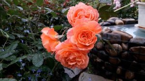 ✿➽Цветение розы Бельведер ?? в сезоне 2020??