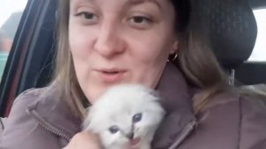 ВЛОГ//купили котёнка//МУКБАНГ//домашние роллы//сочная шаурма