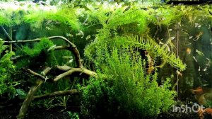 105 литров с гуппи - гарем Кайла