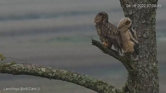 Savannah GHO Nest - 4/18/2022 - Little Owl jumps up to limb to stay with momma смотреть онлайн