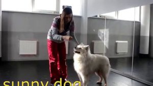 Хендлинг  Свободная стойка  правильная ринговая дрессировка