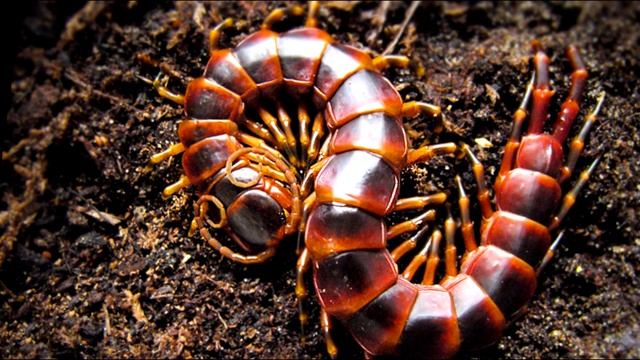 НАСЕКОМЫЕ ГИГАНТЫ (ГИГАНТСКАЯ МНОГОНОЖКА) смотреть онлайн