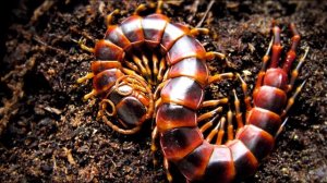 НАСЕКОМЫЕ ГИГАНТЫ (ГИГАНТСКАЯ  МНОГОНОЖКА)