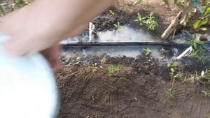 Внесите ЭТО и ВЕРШИННОЙ ГНИЛИ больше не будет, 3 проверенных средства от вершинки