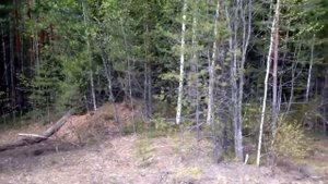 Медведь Томск