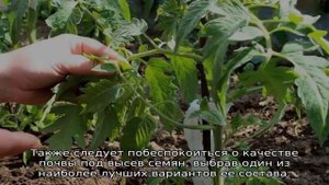 Томат Красным красно