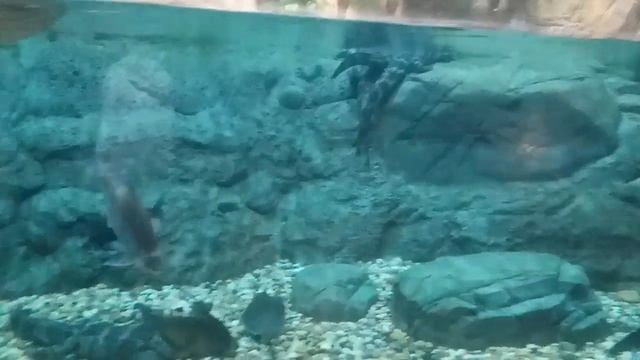 Shanghai Ocean Aquarium, Shanghai China смотреть онлайн