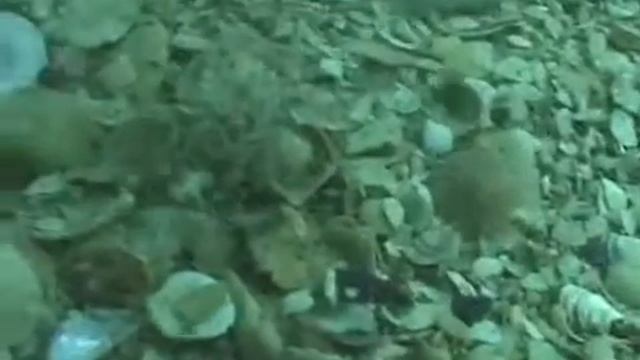 © Фауна Черного моря. Рак крот (Upogebia pusilla) - 01 // The fauna of the Black Sea
