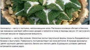 Цветы похожие на алоэ описание и фото популярных суккулентов