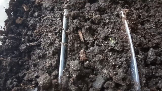 Почему у орхидеи опадают цветы . смотреть онлайн