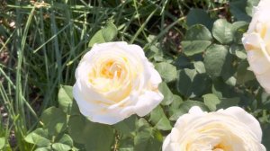 4K HDR - Rose Jeanne Moreau in all her glory