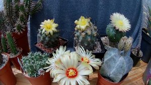 Astrophytum & Friends Flowering - Timelapse