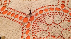 Богомол танцует