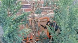 Ниваки из можжевельника Стрикта.