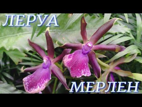 №757/ ОБЗОР комнатных растений и ОРХИДЕЙ в  ЛЕРУА МЕРЛЕН