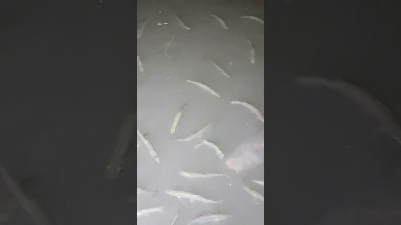 Ночная Рыбалка в Дагестане