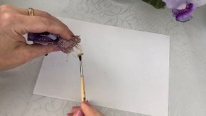 Опыление махровых Глоксиний