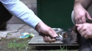 Планета Собак 54 Выпуск - Такса (Германия) / 2014