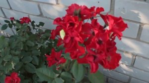 Плетистая роза Дортмунд