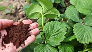 Хотите много крупной клубники делайте так в мае июне! Уход за клубникой в период плодоношения!