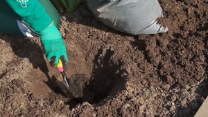 Как правильно сажать розы