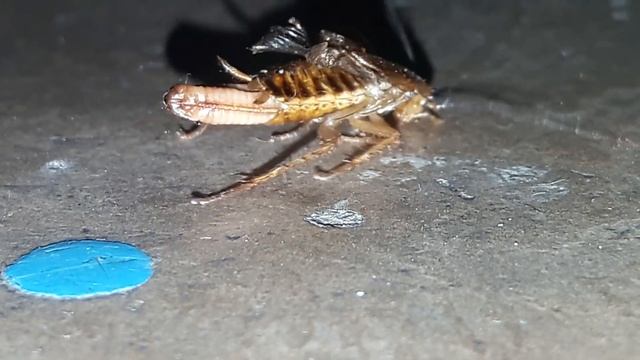 Таракан рожает! смотреть онлайн